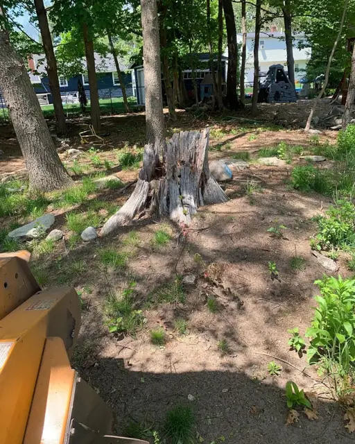 Large stump and surface roots in a wooded yard before grinding