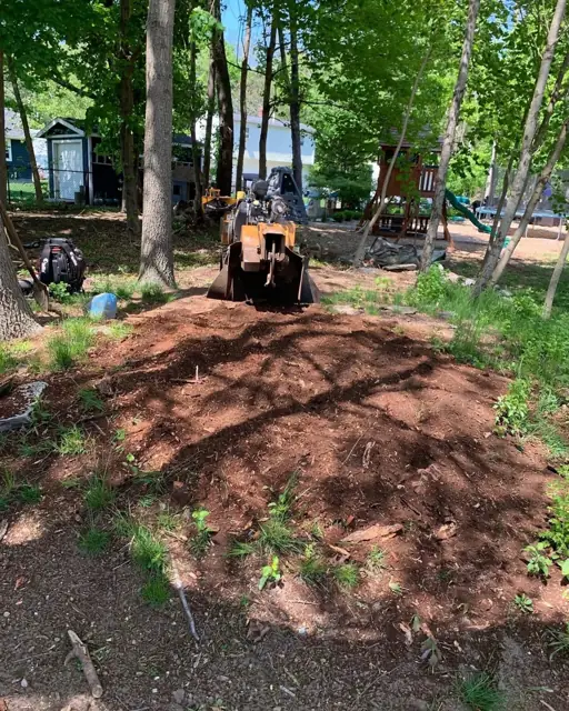 Wooded yard after Apex ground the stump and raked the grindings