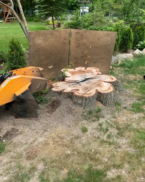 Wide tree stump beside landscaping before grinding