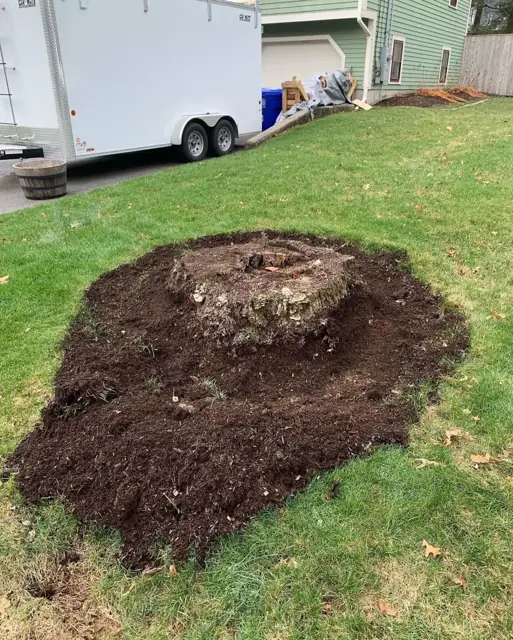 Exposed stump in a side yard before grinding