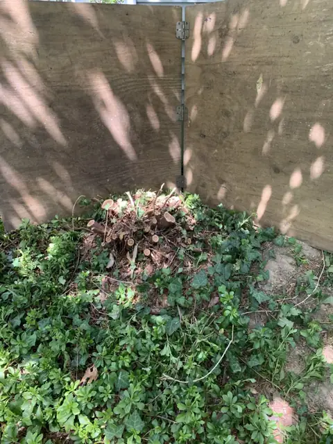 Small stump close to a building before grinding