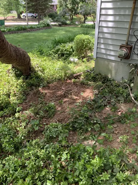 Area beside the building after the stump was ground