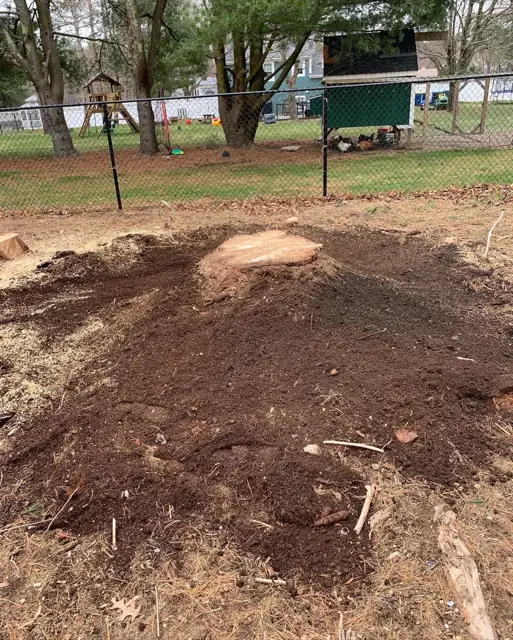 Tree stump and surface roots on a sloping property before grinding