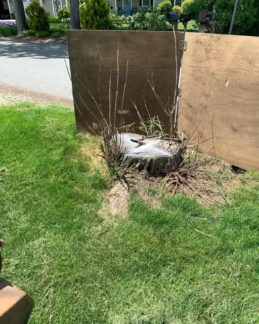 Roadside stump with protective screens set up before grinding